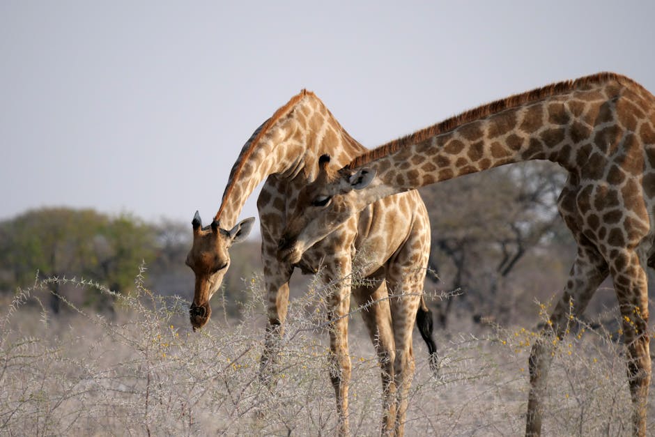 彈力蛋白：探索青春秘密的奇妙問答