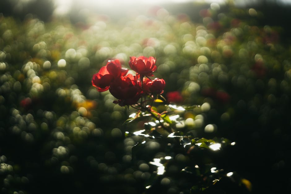 舒緩面霜：解決肌膚不適的關鍵選擇